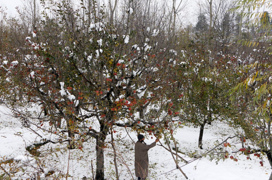 First Snowfall Brings Kashmir