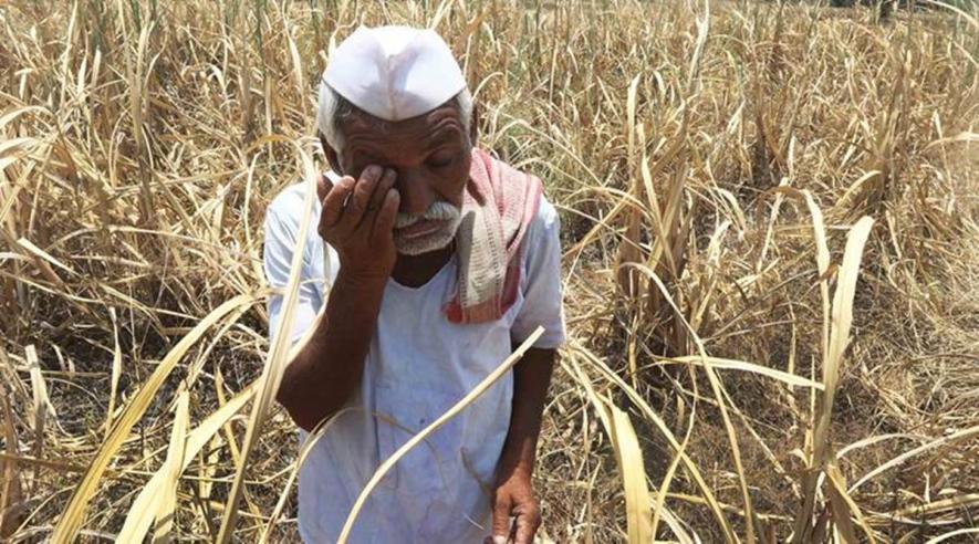 Returning Monsoon: Crop Loss Worths Rs 5,000 Crore in Maharashtra