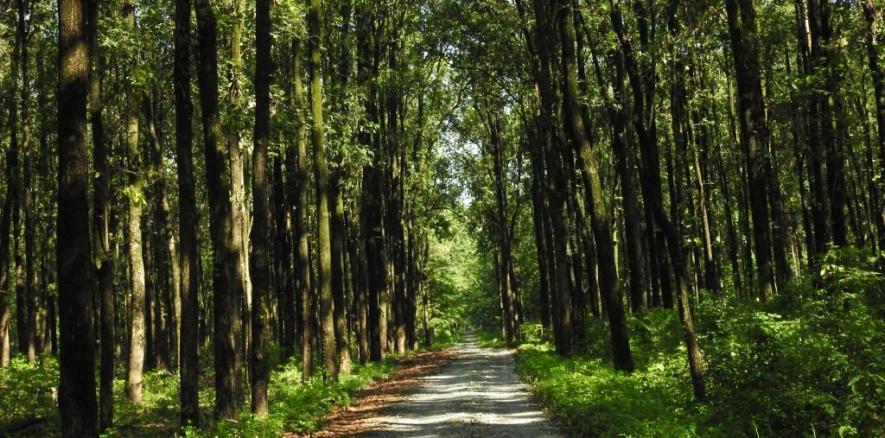 National Forest Policy Cleared by Ministries, Not Made Public