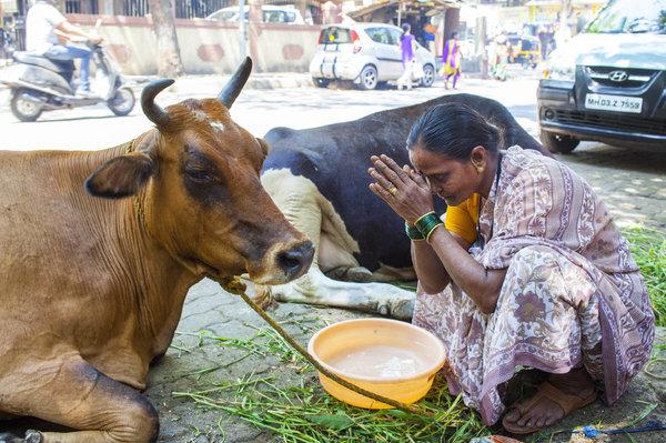 The holy cow in India