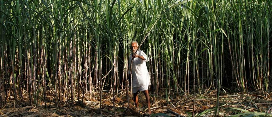Sugarcane Farmer Dies After Being Thrown into Pot of Boiling Sugarcane Juice