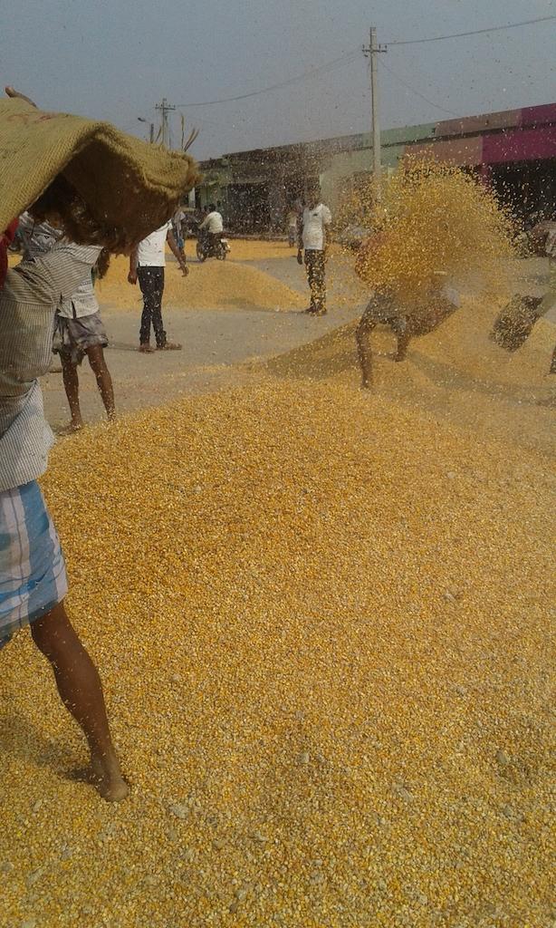 Bihar Maize Farmers 1