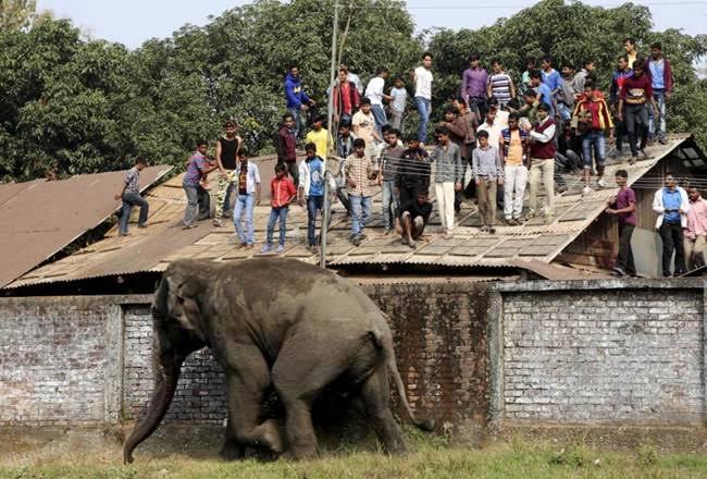Human elephant conflict in India