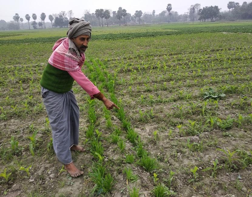 Crop devastation by Nilgai in Bihar