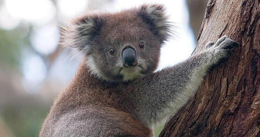 Bushfire: Australia May List Koalas as 'Endangered' Species