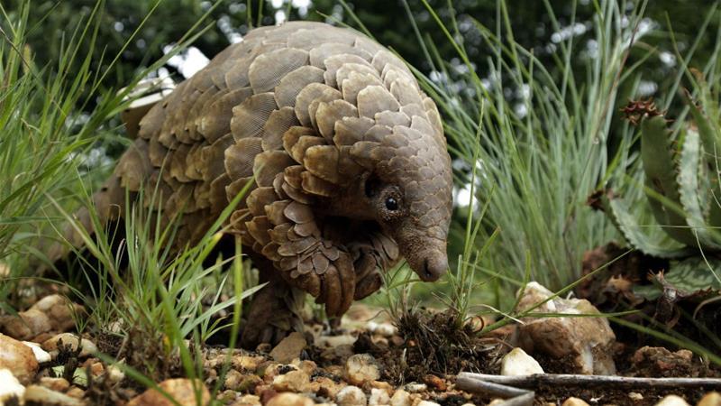 Chinese Scientists Suspect Exotic Pangolins May've Aided Spread of Coronavirus