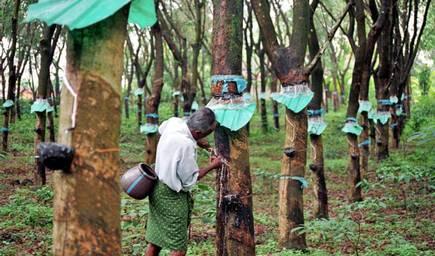 Arasu Rubber Plantation Workers