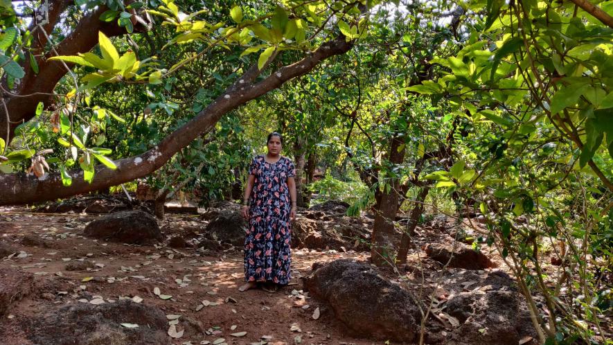Climate Change Affecting Cashew
