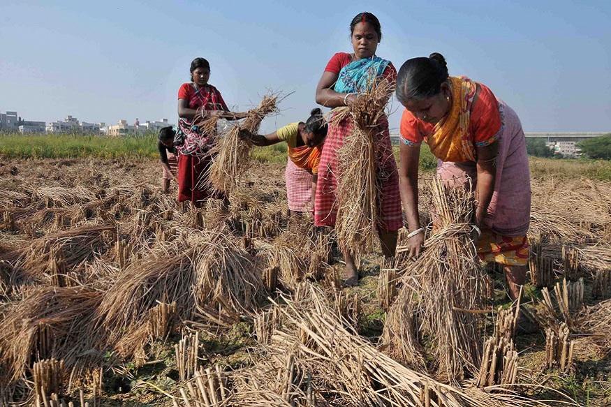 Women Are Single Largest Exclusion in India's Farmer Suicides Data: Sainath