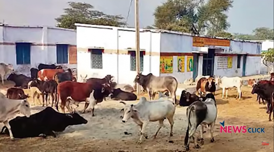 UP: Yogi Adityanath Adds Another Cow Welfare