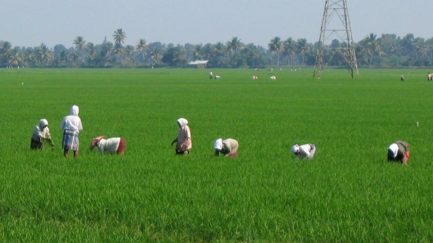 Paddy farmers in Bihar