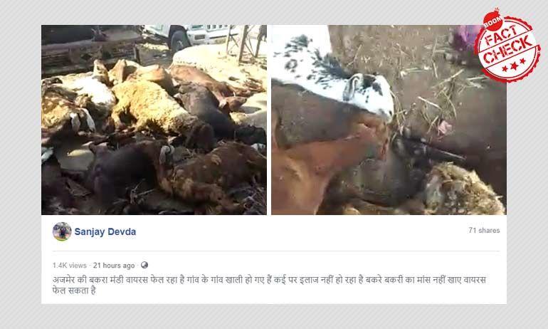 Old video falsely viral as goats infected with coronavirus in Ajmer’s bakra market