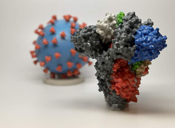 3D print of a spike protein of SARS-CoV-2—also known as 2019-nCoV, the virus that causes COVID-19—in front of a 3D print of a SARS-CoV-2 virus particle. The spike protein (foreground) enables the virus to enter and infect human cells. On the virus model, the virus surface (blue) is covered with spike proteins (red) that enable the virus to enter and infect human cells. Image Courtesy NIH.