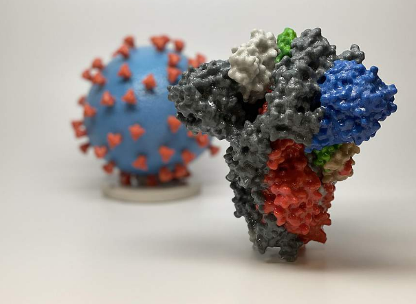 3D print of a spike protein of SARS-CoV-2—also known as 2019-nCoV, the virus that causes COVID-19—in front of a 3D print of a SARS-CoV-2 virus particle. The spike protein (foreground) enables the virus to enter and infect human cells. On the virus model, the virus surface (blue) is covered with spike proteins (red) that enable the virus to enter and infect human cells. Image Courtesy NIH. 