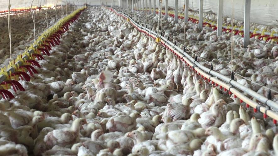 poultry industry in UP