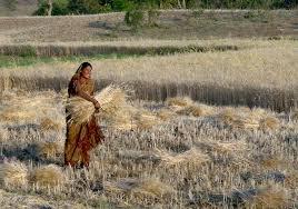 Bihar: Reverse Migrants Engage in Rabi Harvest to Earn Livelihood