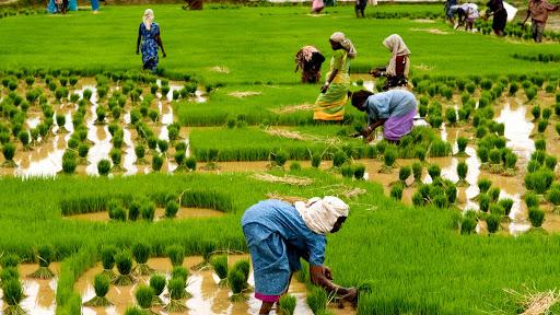 Timely Disbursal of Pensions, Foodgrains Come to Rescue of Farmers, Agri Labourers in Kerala