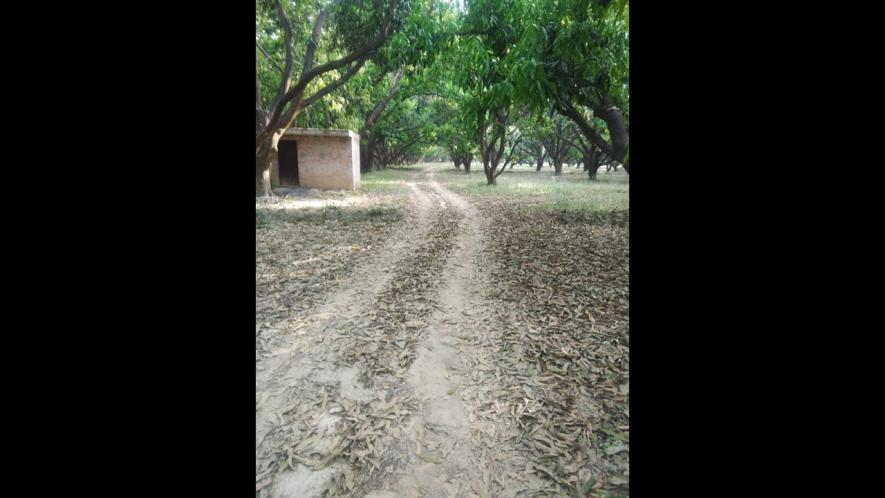 A mango orchard in Malihabad