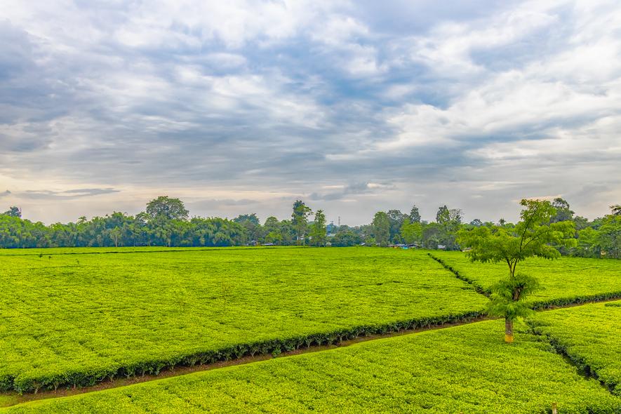 Tea_garden_of_Assam