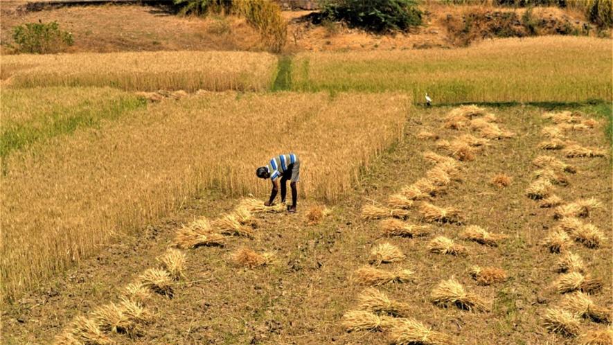 COVID-19 in Rural India- III: Farmers in UP’s Lasara Kalan Worried Over Delayed Wheat Harvesting, Lack of Agri Labour