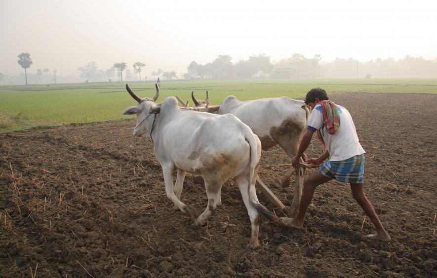 Unable to Sell Harvested Crops, Bengal Farmers Stare at Indebtedness
