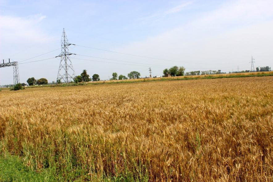 Wheat Fields