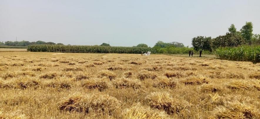 Wheat harvesting under way.