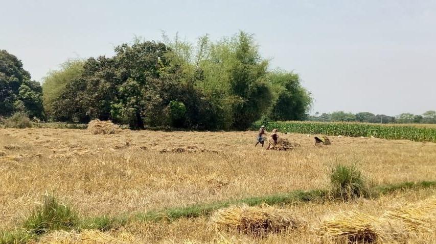 Harvesting Underway But Farmers Worried Over Procurement in Bihar