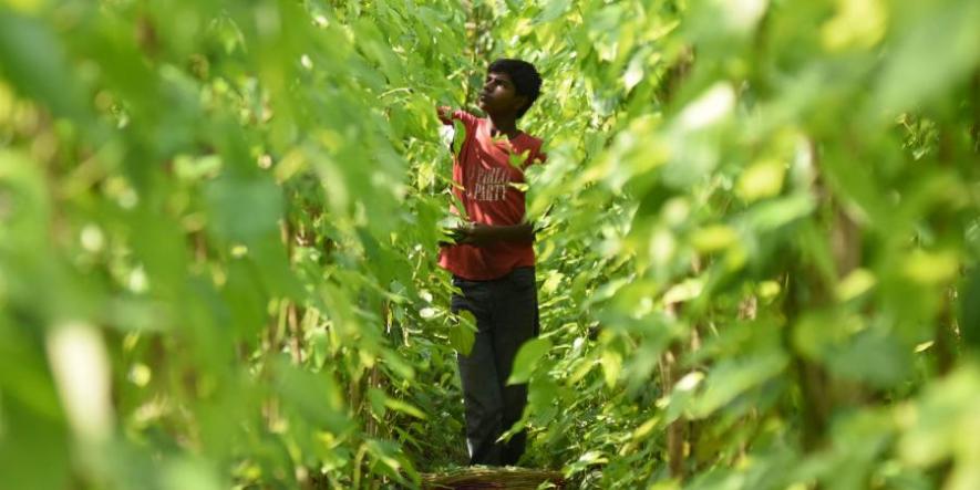 COVID-19: Odisha’s Betel Farmers Stare at Losses Worth Rs 10,000 Crore as Stocks Rot