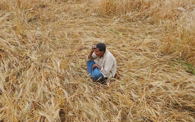 COVID-19: ‘Crops Destroyed, are Forced to Starve,’ say Madhya Pradesh Farmers