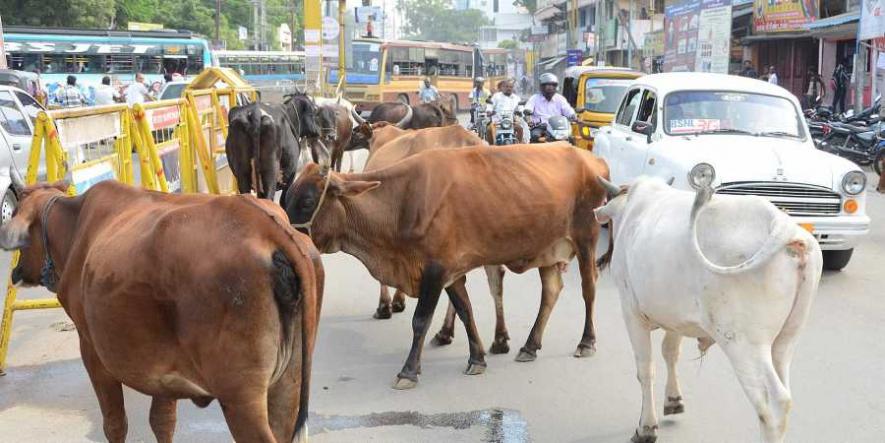 COVID-19 Lockdown: Starving Hordes of Stray Cattle Pose Huge Threat to Crops During Harvesting Season