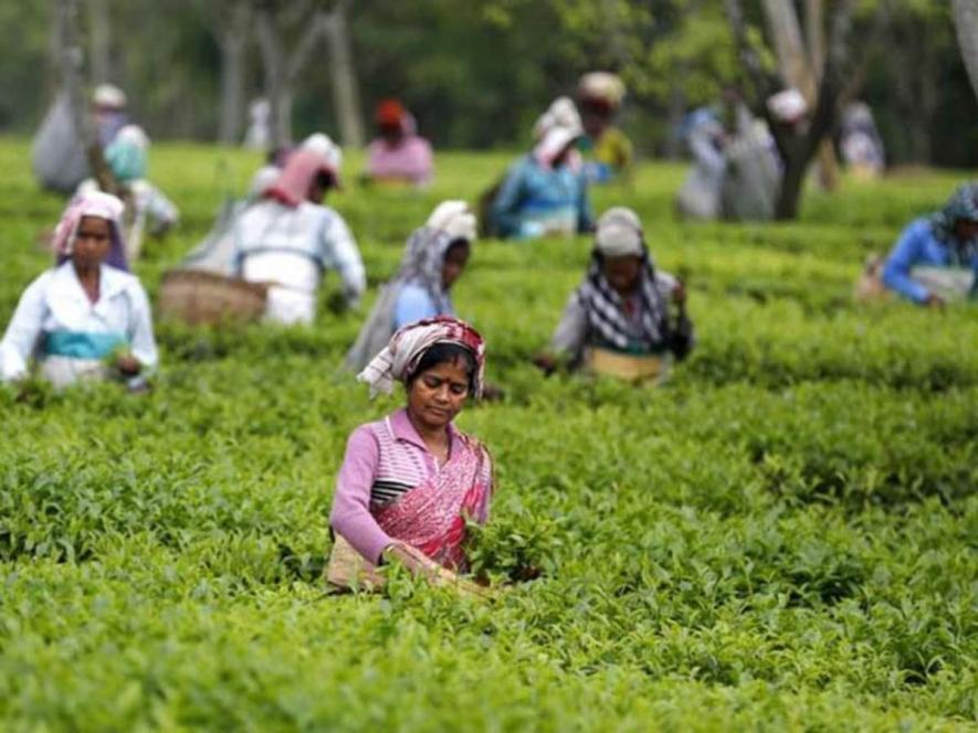 COVID-19: TN Tea Plantation Workers Forced to Work Without Preventive Measures and Reliefs