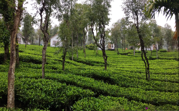 Tea Plantation of Thettamala, Kerala