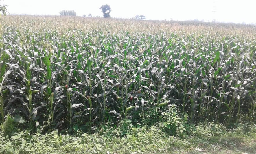 Bihar Maize Farmers