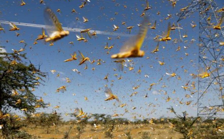 Desert Locust Swarms Hit Parts of India