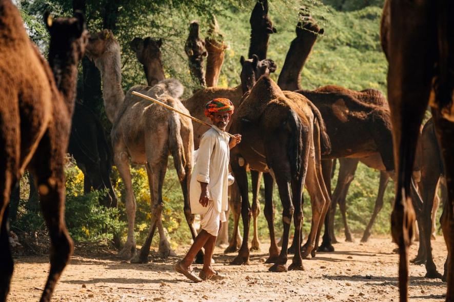 Rajasthan Pastoral Nomads Worry for Animals