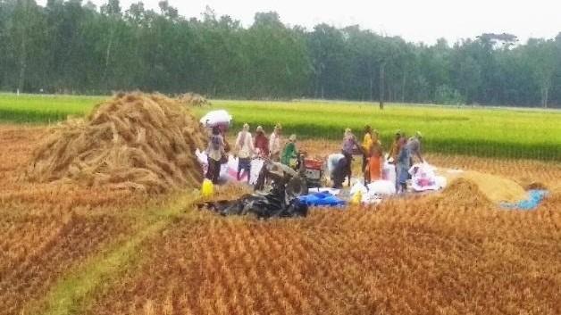 COVID-19 in Rural India-XXXVI: Farmers Forced to Sell Paddy Below MSP in Bengal’s East Medinipur