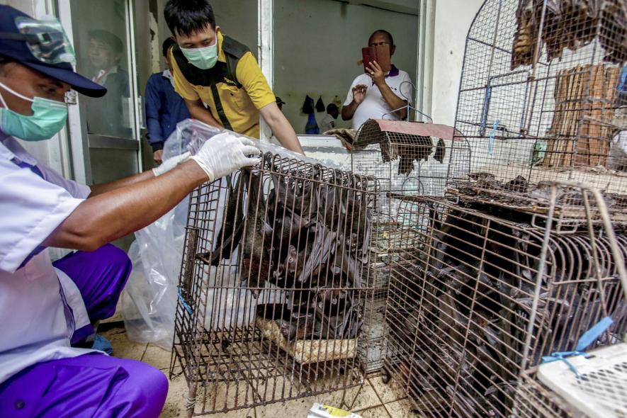 Live Animal Markets Shouldn't be Closed Despite Virus, Says WHO