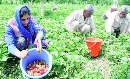 UP: Strawberries Rot and Watermelons Wither as Lockdown hits Fruit Farmers in the State