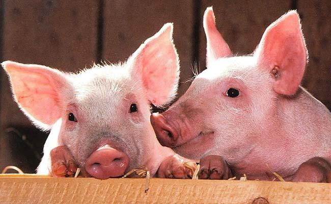 African Swine Fever Detected in India for First Time; 2,500 Pigs Die in Assam