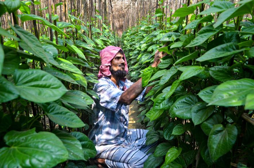 Lockdown Woes: Betel Leaf Farmers in 2 West Bengal Districts at Their Wit’s End