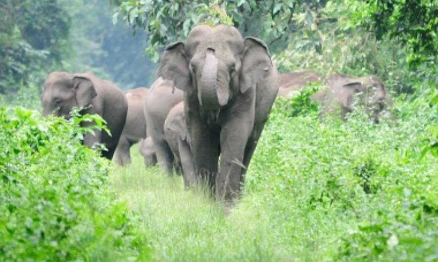 Adani and the Elephants