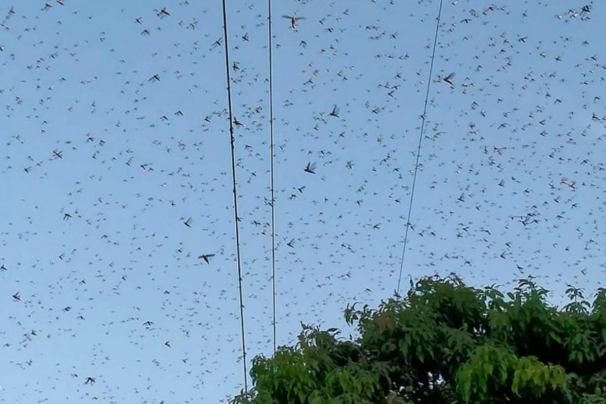 Farmers in Bihar Fear Locust Attack
