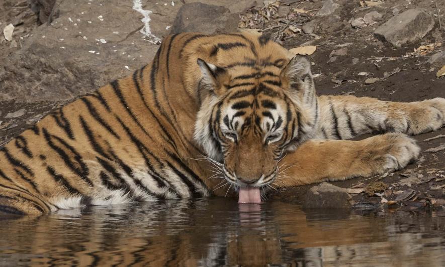India Lost 41 Per Cent of its Tiger Habitat over the Last Two Decades