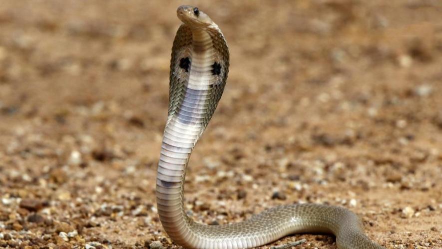 58,000 snakebite deaths occur in India every year