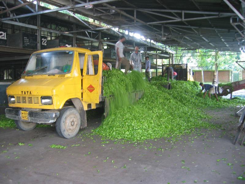 Tea Garden Workers