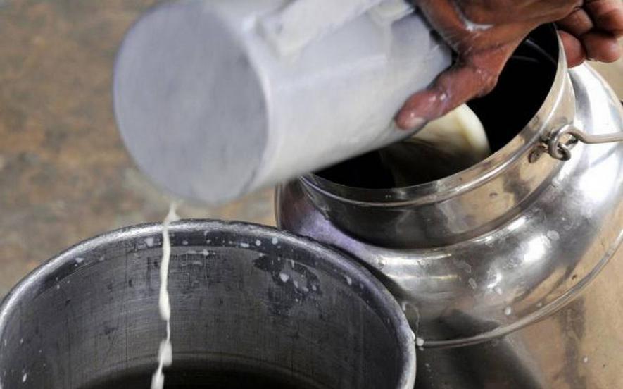 Maharashtra Dairy Farmers Launch Stir, Seek Higher Procurement Prices