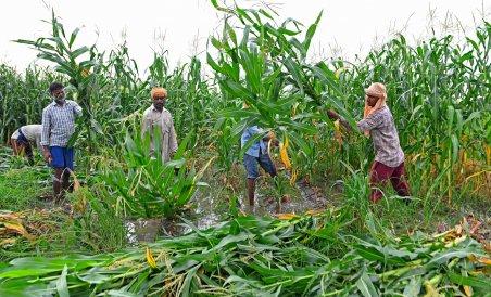 Punjab Farmers Protest Against Centre’s Agri Ordinances, Rising Fuel Prices