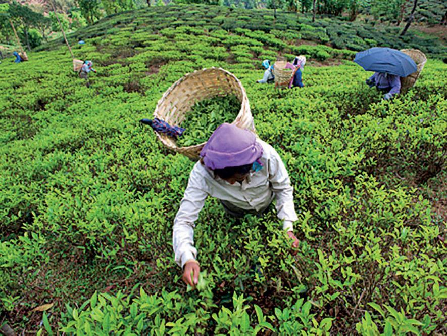 COVID-19: Amid Compounded Woes, Tea Workers’ Unions Prepare to ‘Strike Back’