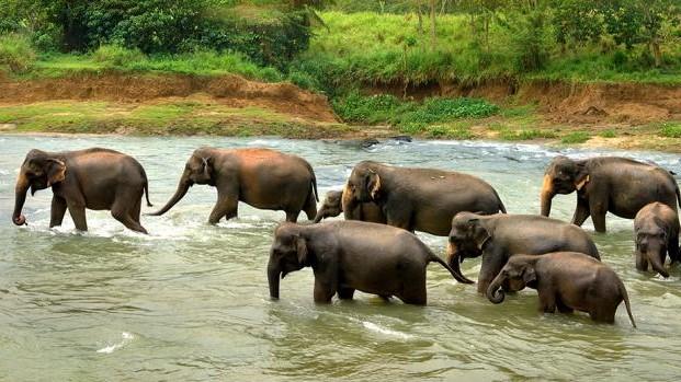 World Elephant Day: Unsafe Future of Odisha’s Elephants
